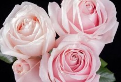 19朵粉色白色玫瑰的花语？