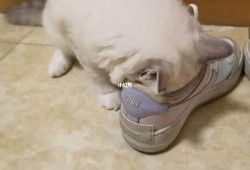 为什么猫舔我的鞋？