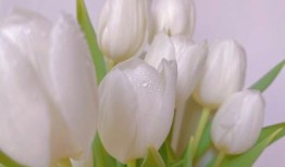 白色郁金香花语是什么？