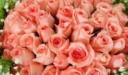 粉玫瑰代表什么意思粉玫瑰花语？