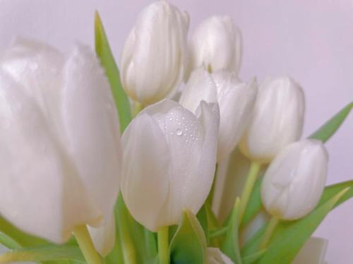 白色郁金香花语是什么？