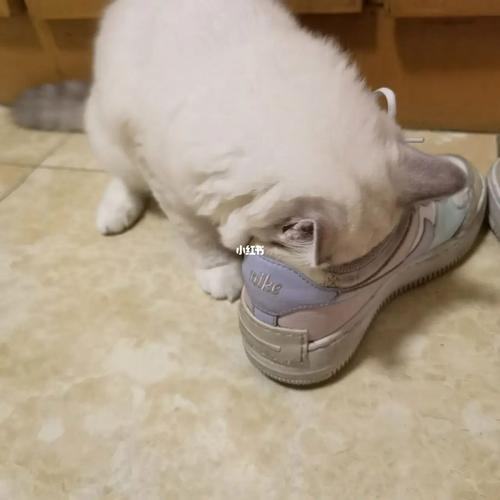 为什么猫舔我的鞋？