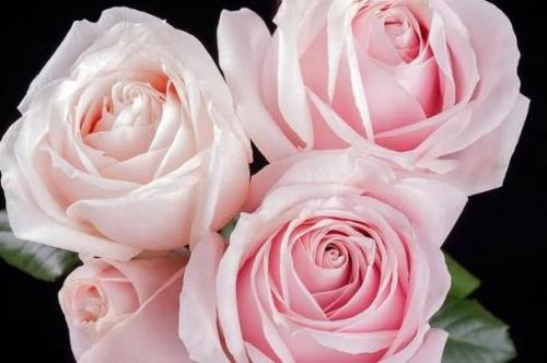 19朵粉色白色玫瑰的花语？
