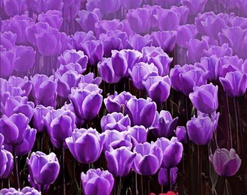 紫色郁金香的花语是什么？