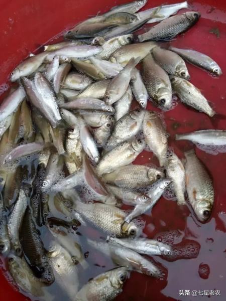 用皂角素杀杂鱼对白鲢鱼有影响吗？